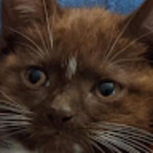 Meet your Posher, Shaun daniels